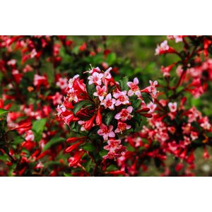 Vajgela kvetnatá (Weigela florida) ´NEWPORT RED´ - výška 80-100 cm, kont. C30L/C45L